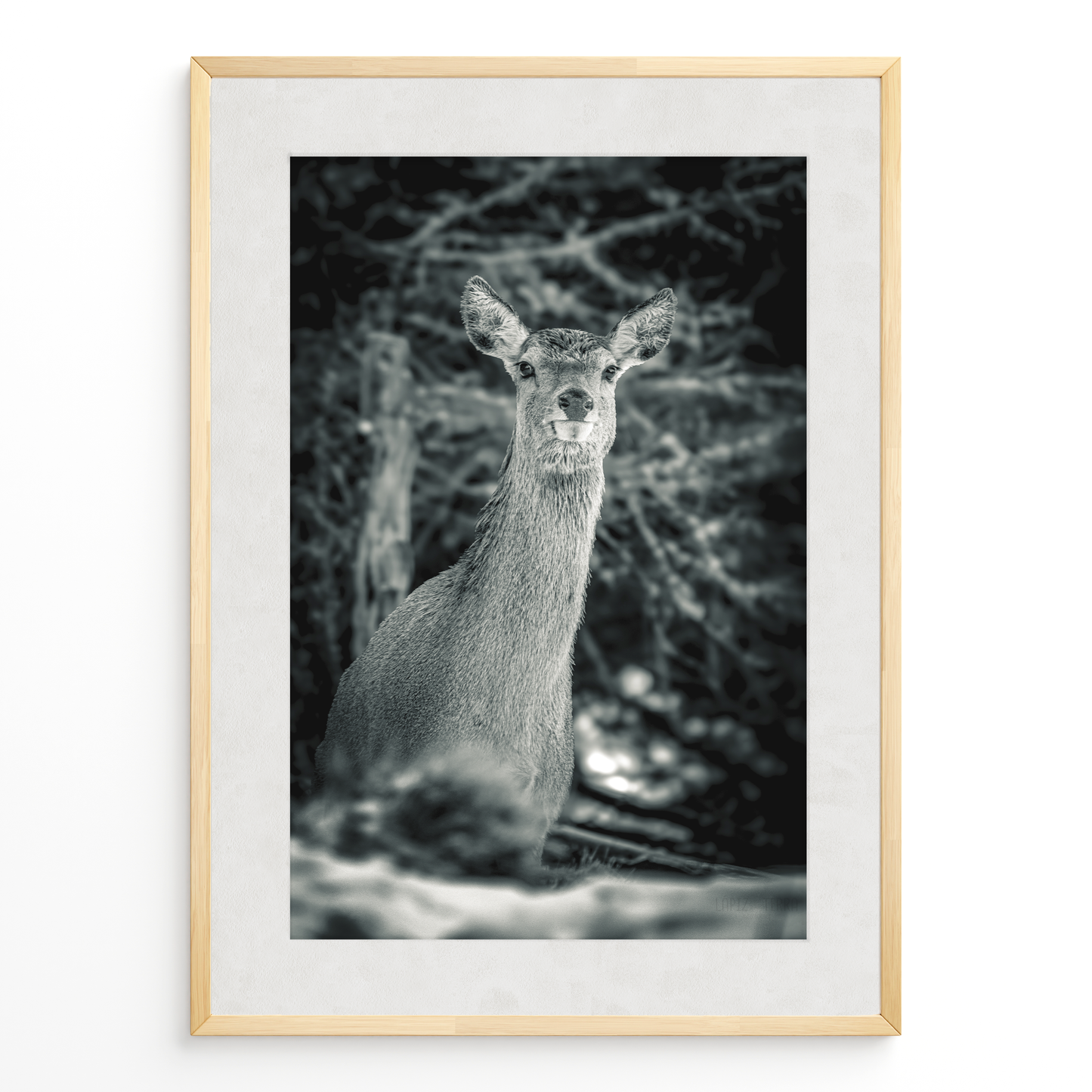 Ciervo del silencio B&N