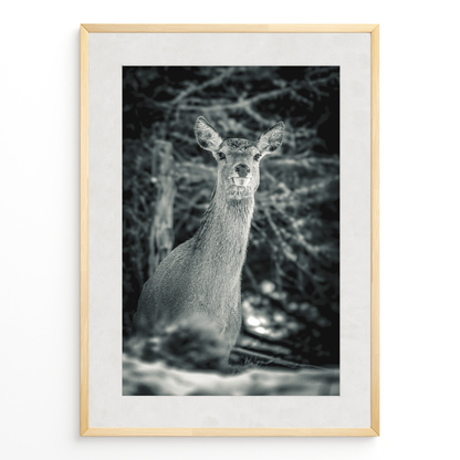 Ciervo del silencio B&N