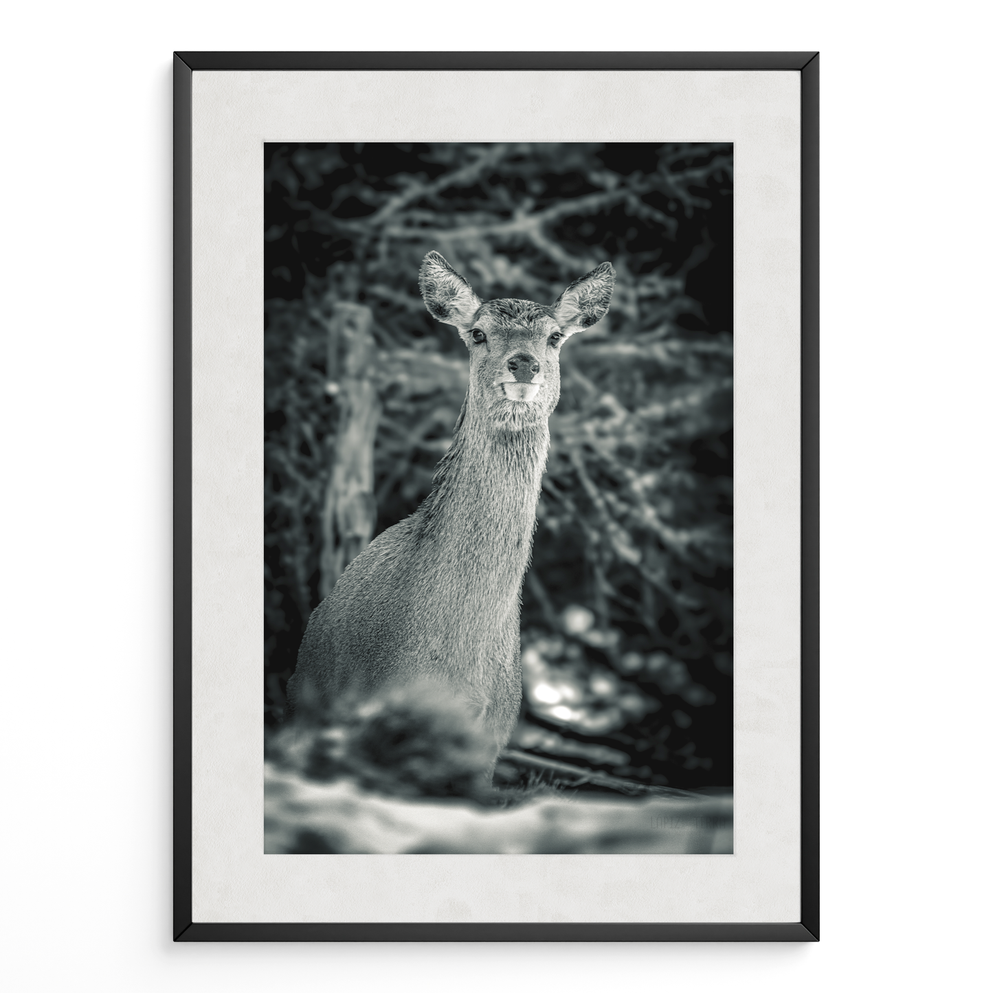 Ciervo del silencio B&N