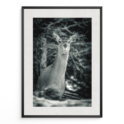 Ciervo del silencio B&N