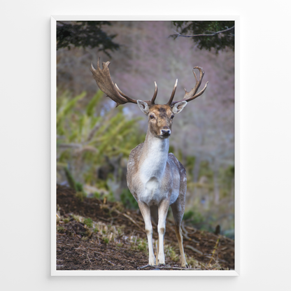 Ciervo guardián del bosque