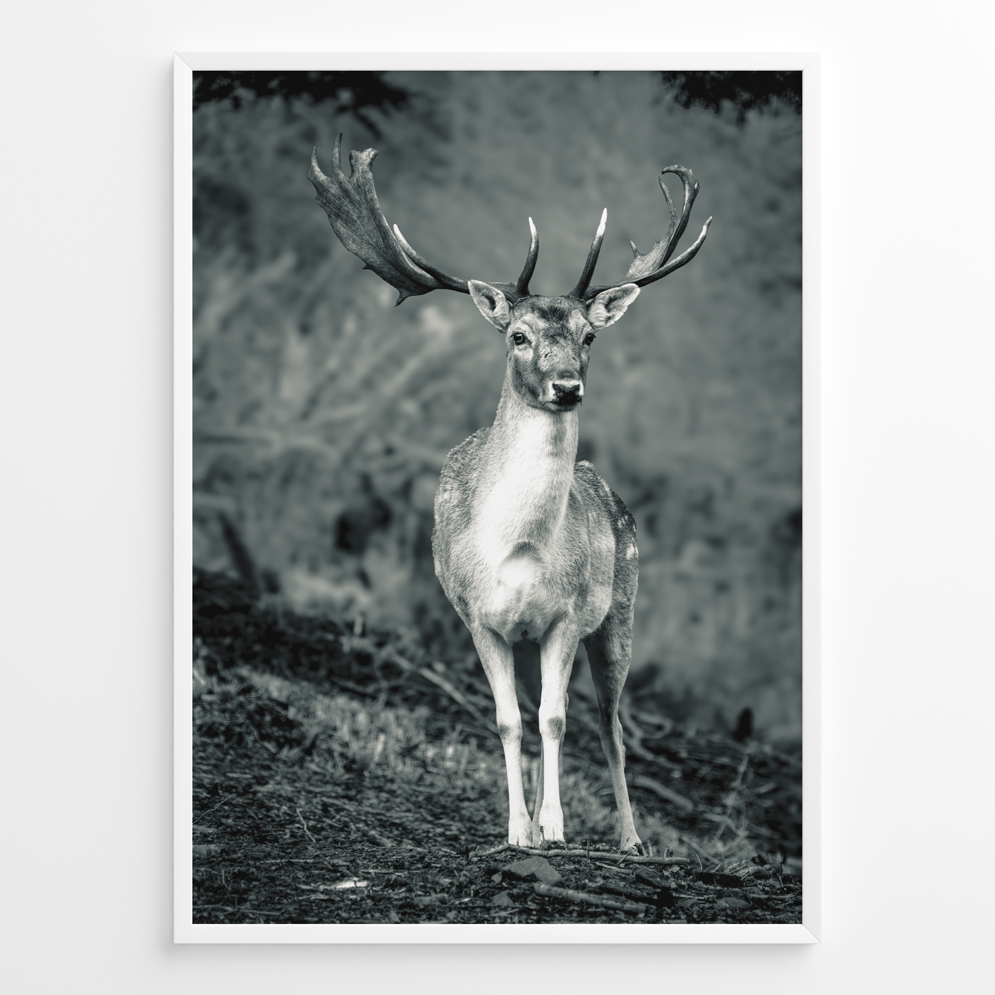 Ciervo guardián del bosque B&N