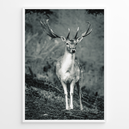 Ciervo guardián del bosque B&N