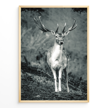 Ciervo guardián del bosque B&N