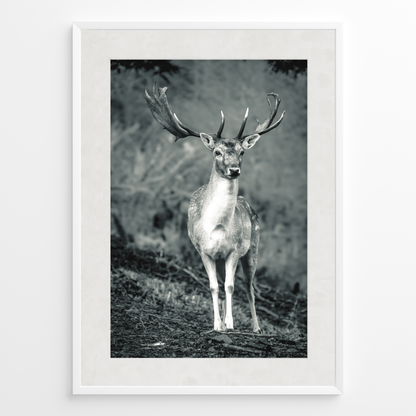 Ciervo guardián del bosque B&N