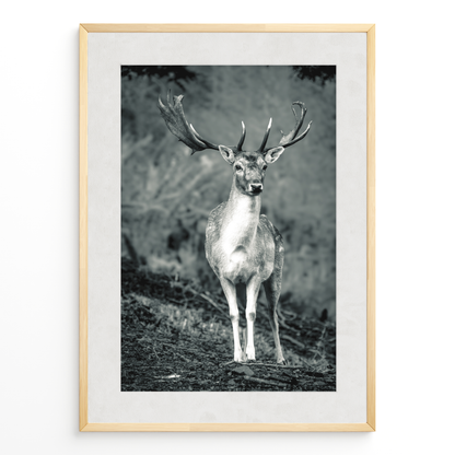 Ciervo guardián del bosque B&N