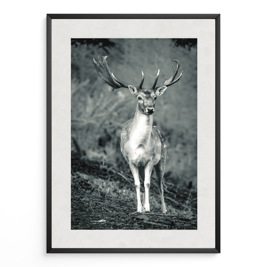 Ciervo guardián del bosque B&N