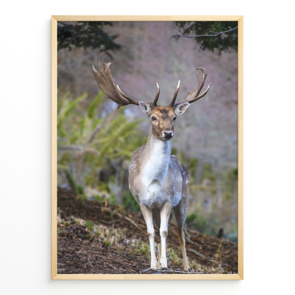 Ciervo guardián del bosque