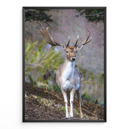 Ciervo guardián del bosque