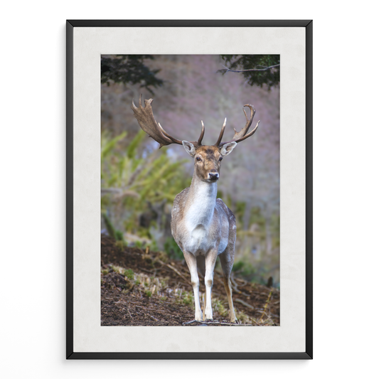 Ciervo guardián del bosque