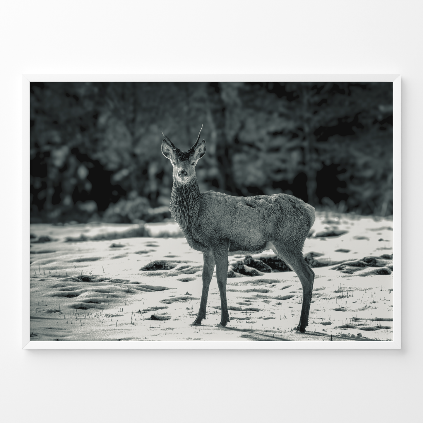 Ciervo joven B&N