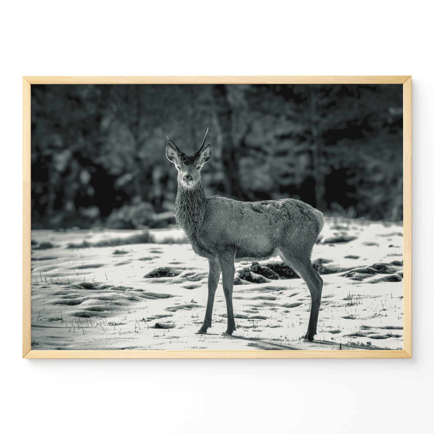 Ciervo joven B&N