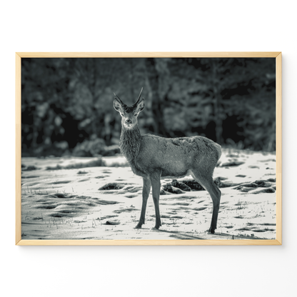 Ciervo joven B&N