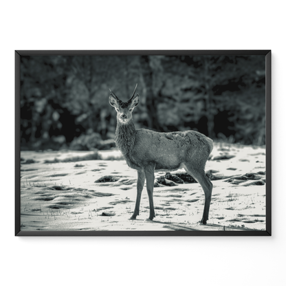 Ciervo joven B&N