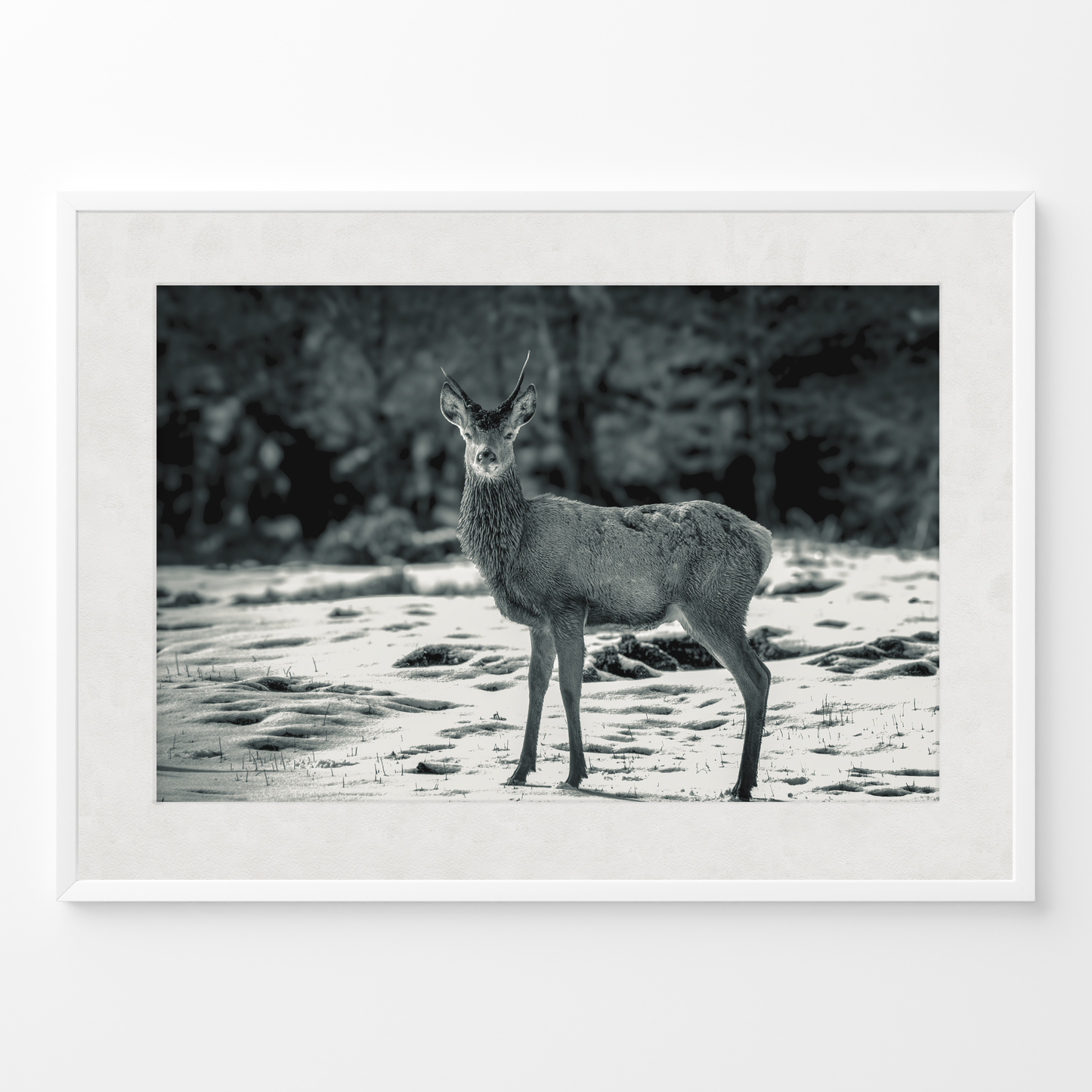 Ciervo joven B&N