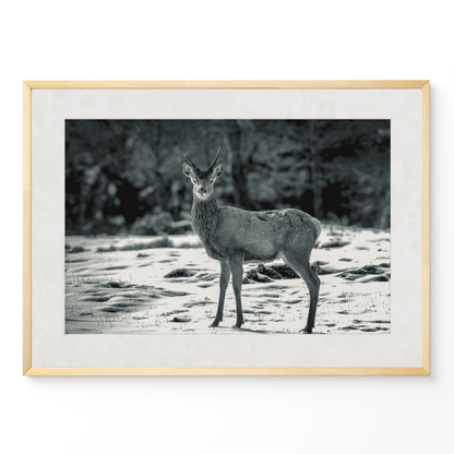 Ciervo joven B&N