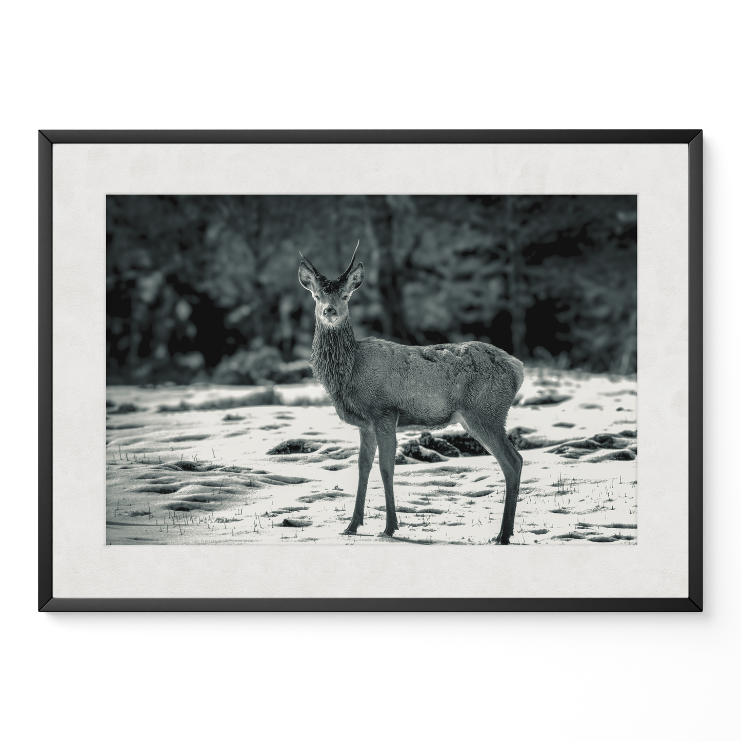 Ciervo joven B&N