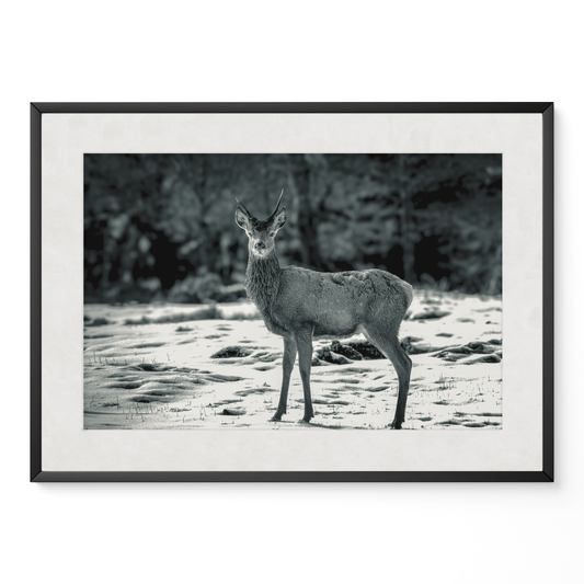 Ciervo joven B&N