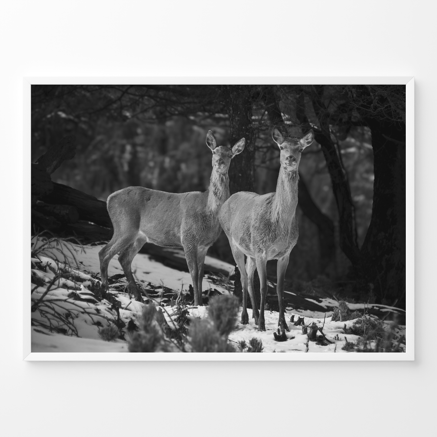 Ciervas hermanas B&N