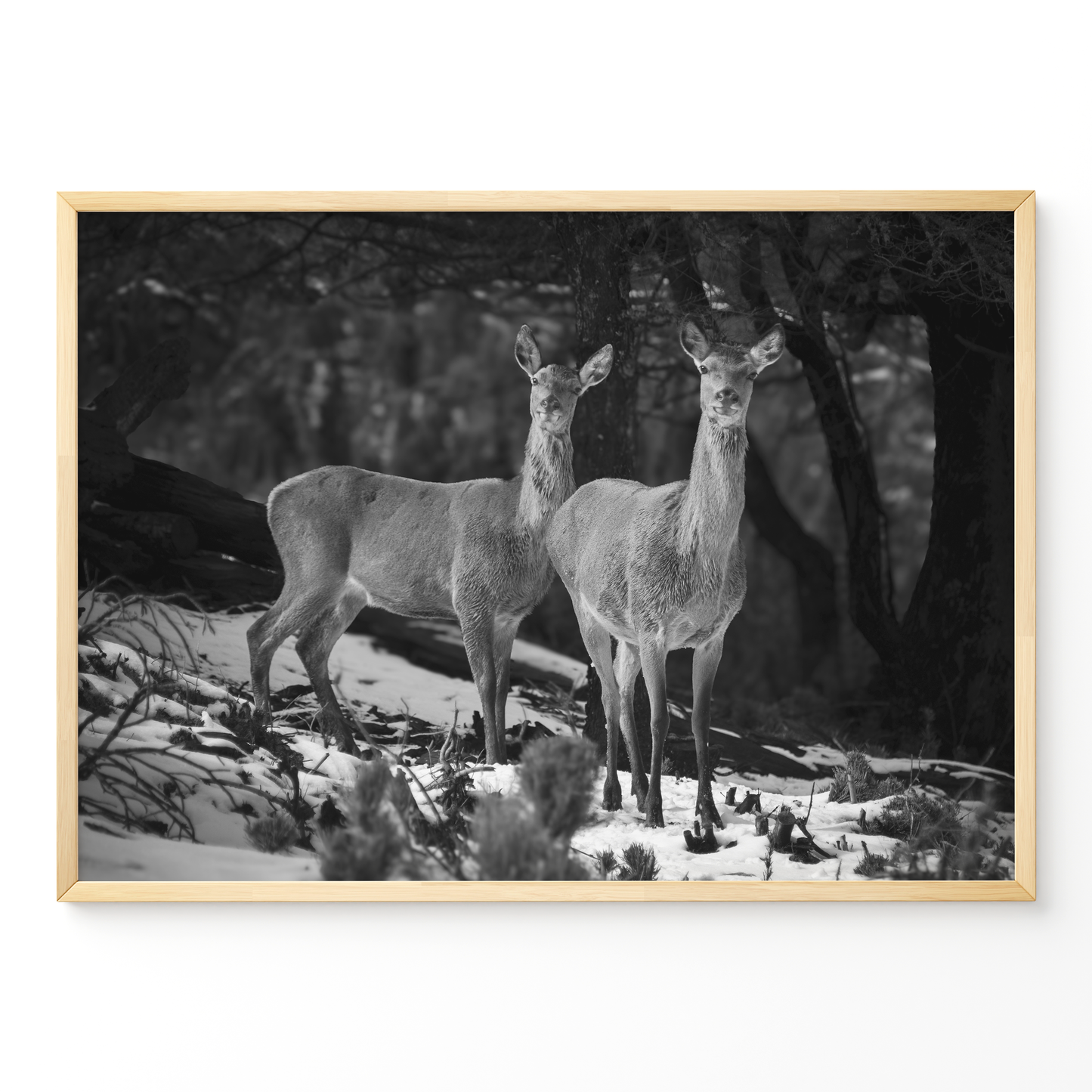 Ciervas hermanas B&N