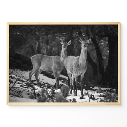 Ciervas hermanas B&N