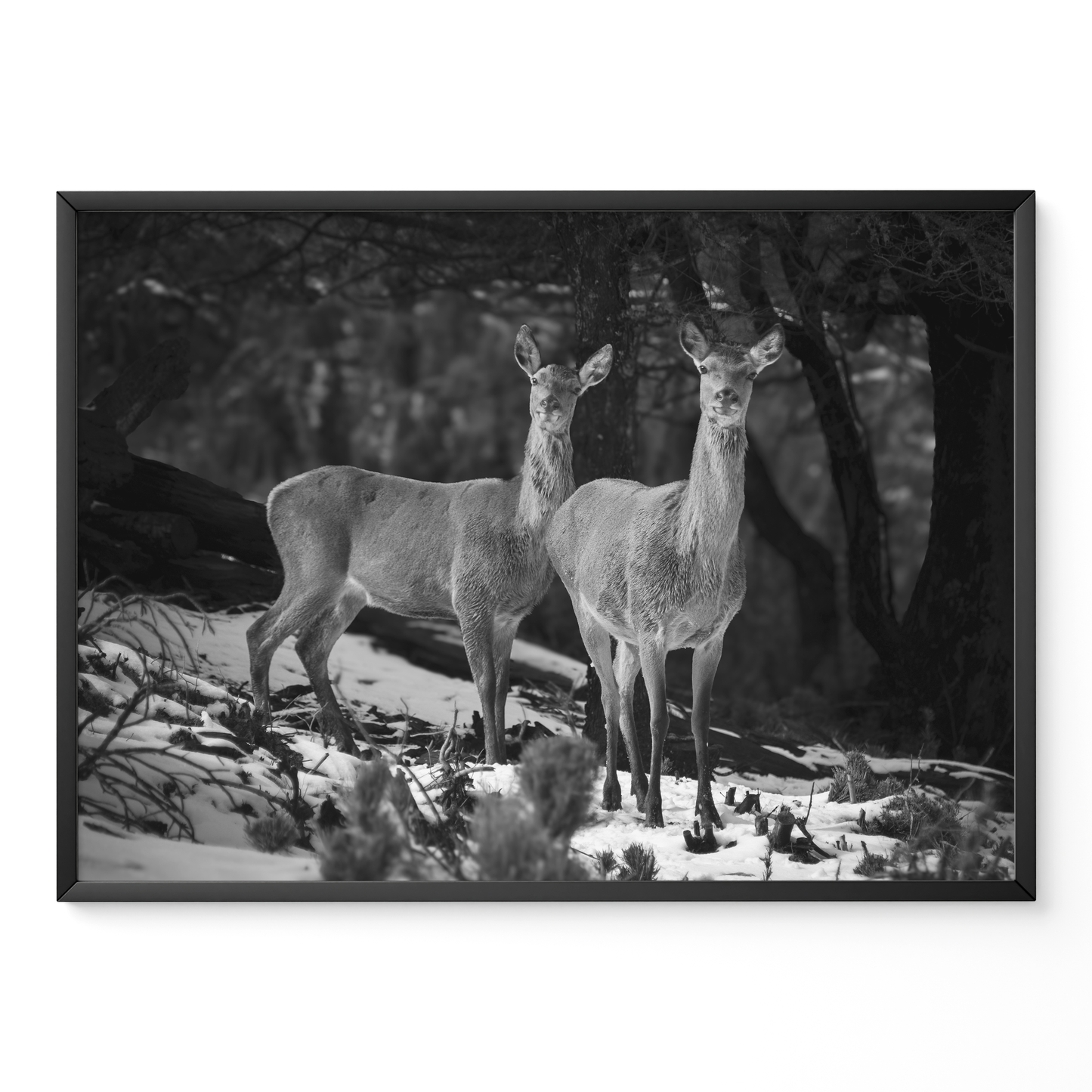 Ciervas hermanas B&N