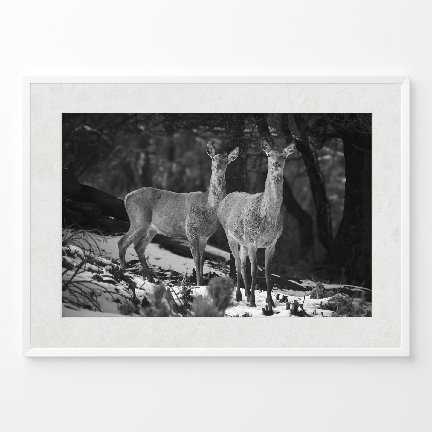 Ciervas hermanas B&N