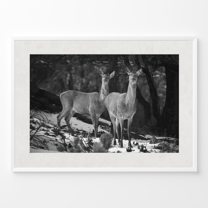 Ciervas hermanas B&N