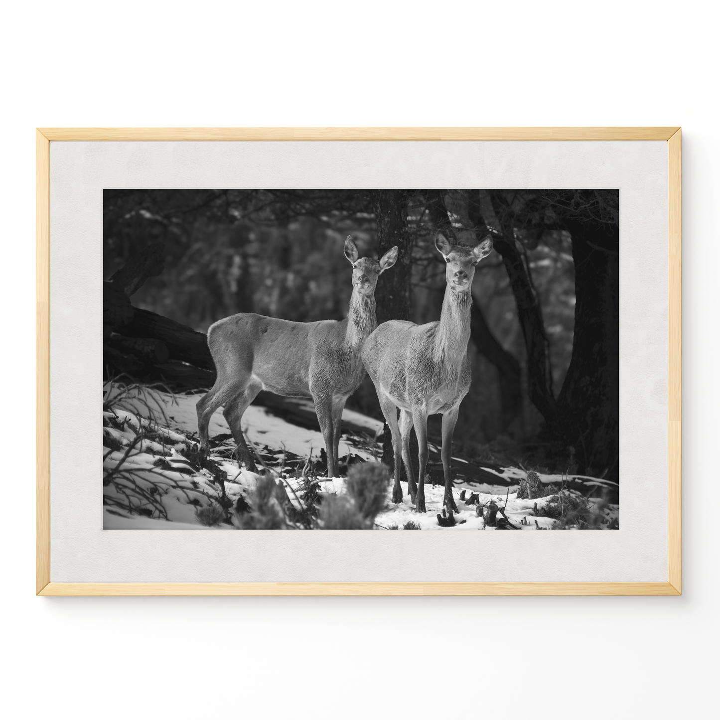 Ciervas hermanas B&N