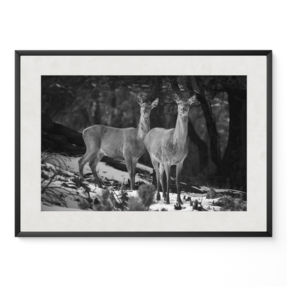 Ciervas hermanas B&N