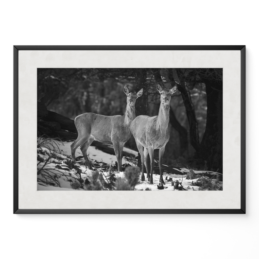 Ciervas hermanas B&N