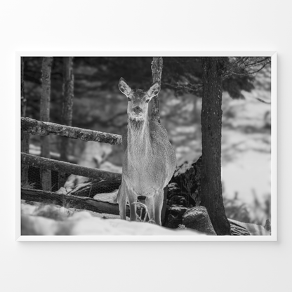 Ciervo invierno B&N