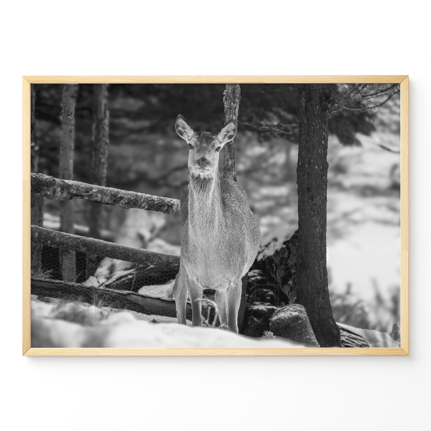 Ciervo invierno B&N