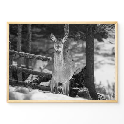 Ciervo invierno B&N