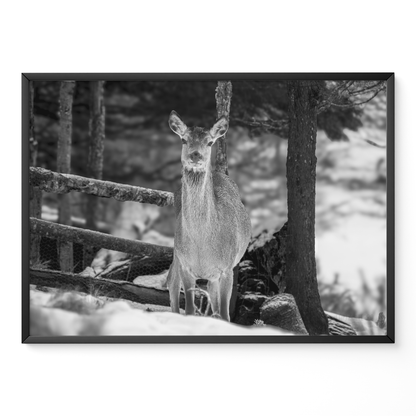 Ciervo invierno B&N