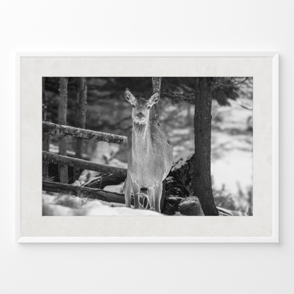 Ciervo invierno B&N