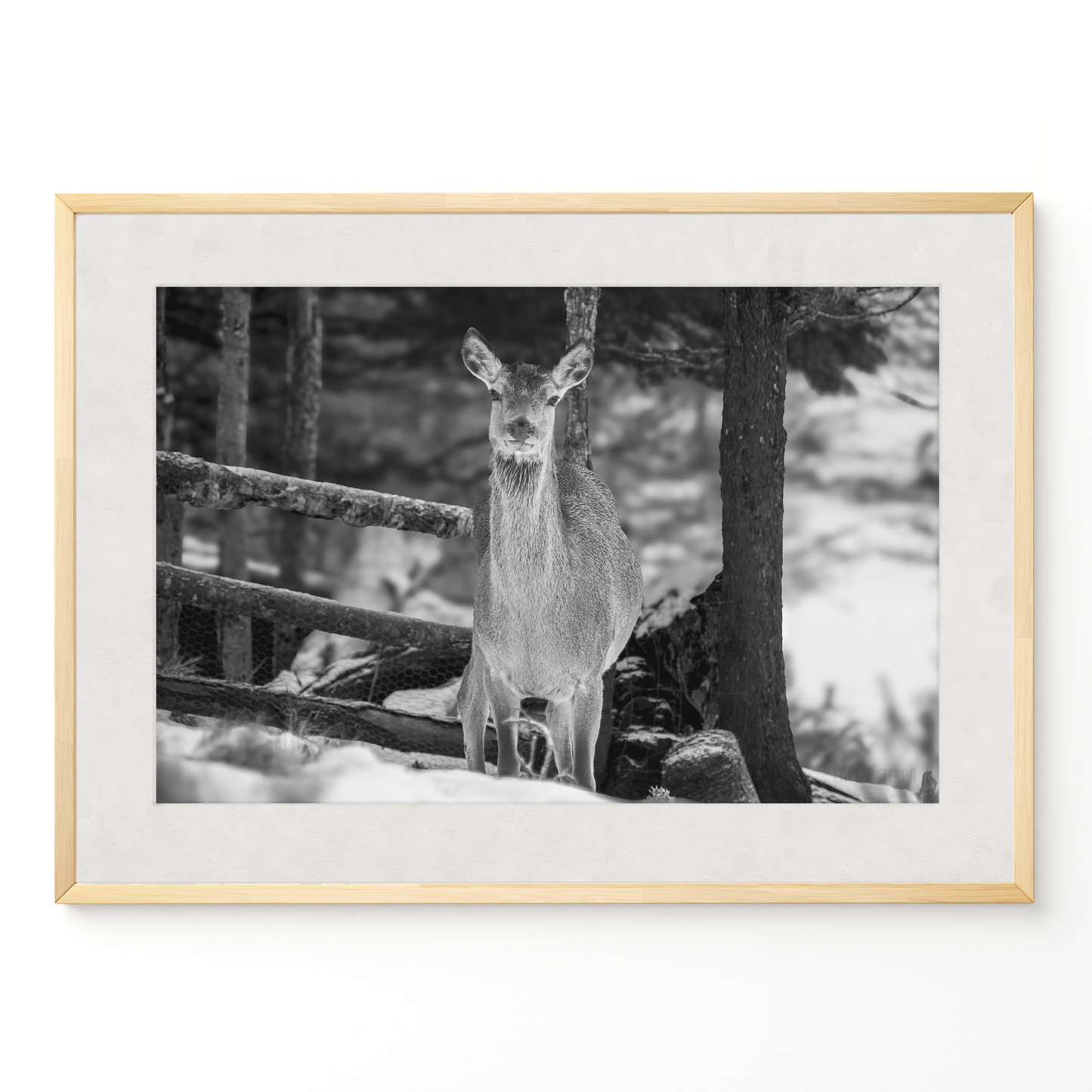 Ciervo invierno B&N