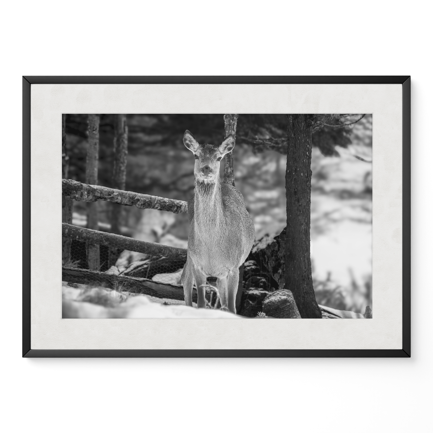 Ciervo invierno B&N
