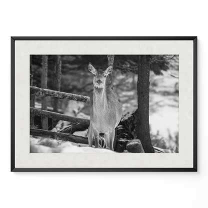Ciervo invierno B&N