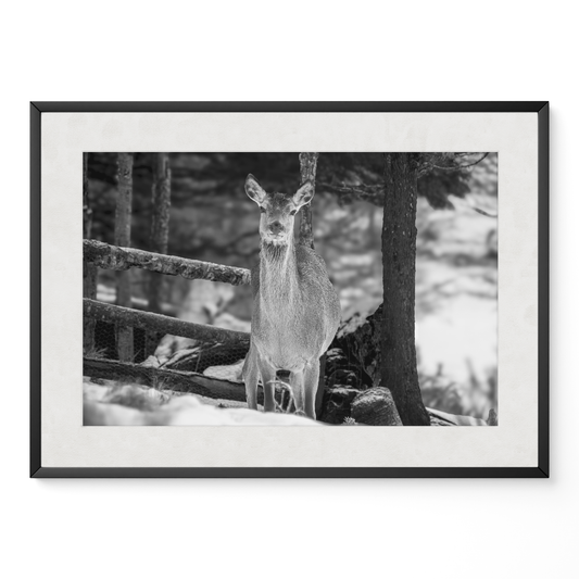 Ciervo invierno B&N