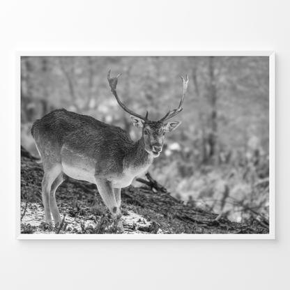 Ciervo solitario B&N