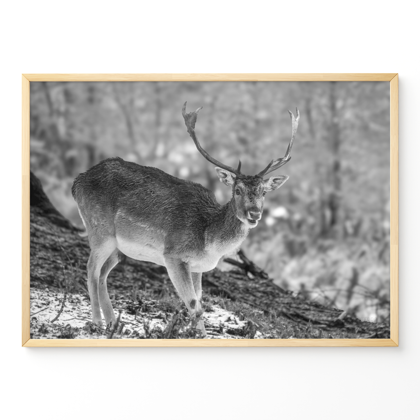 Ciervo solitario B&N