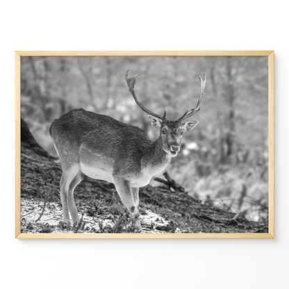 Ciervo solitario B&N