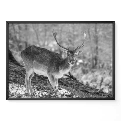Ciervo solitario B&N
