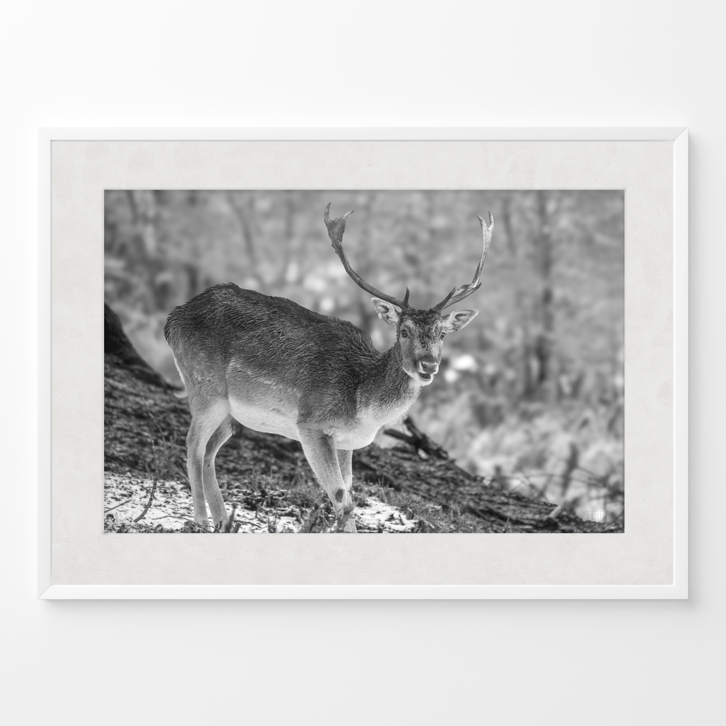 Ciervo solitario B&N
