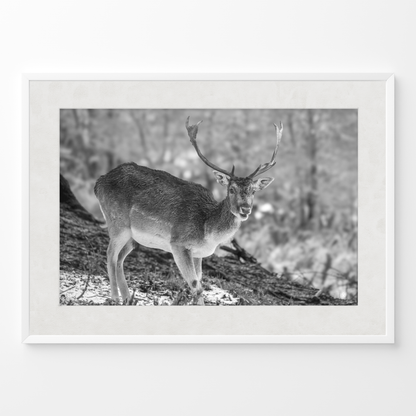 Ciervo solitario B&N