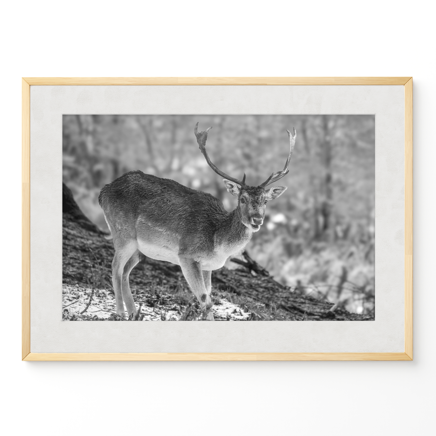 Ciervo solitario B&N