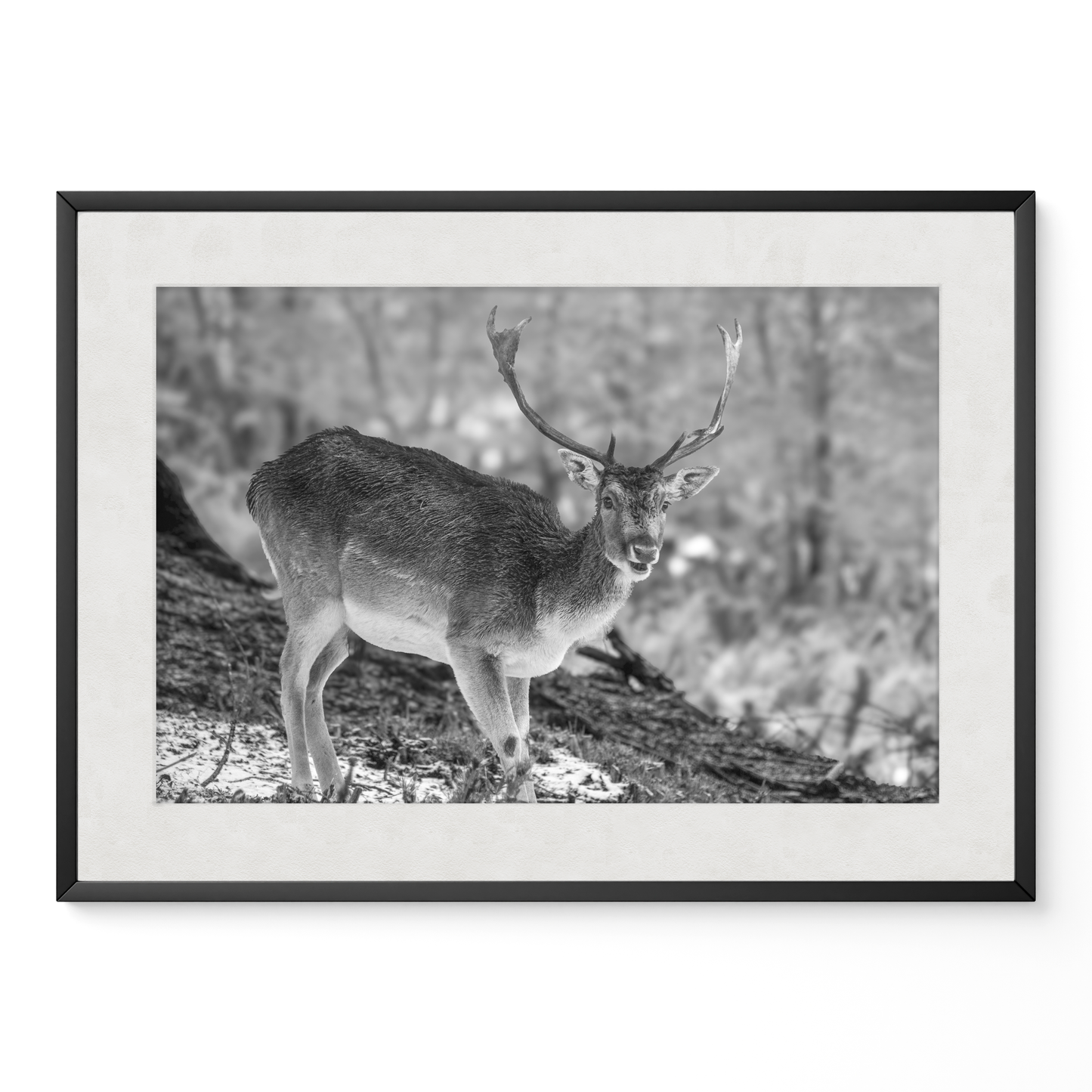 Ciervo solitario B&N