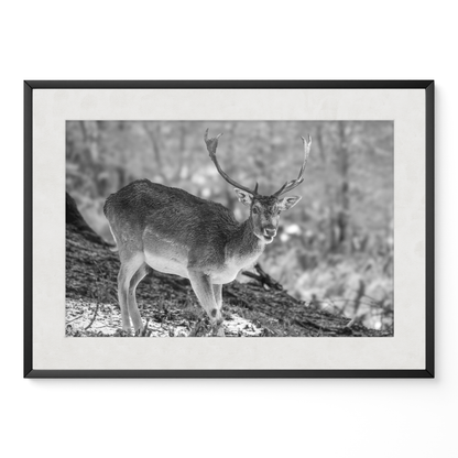 Ciervo solitario B&N