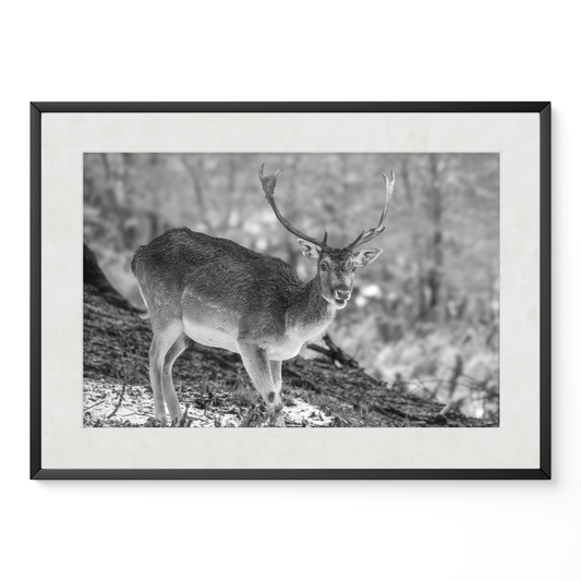 Ciervo solitario B&N
